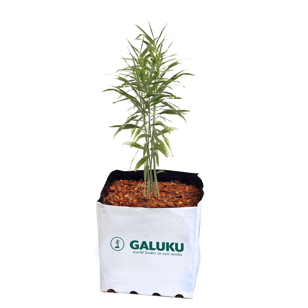 Innovations in Ginger Cultivation A Comprehensive Guide to Soilless