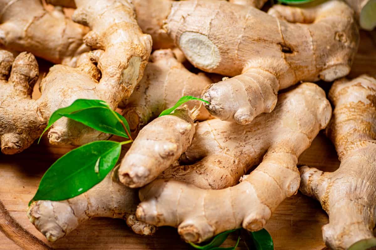 Innovations in Ginger Cultivation A Comprehensive Guide to Soilless